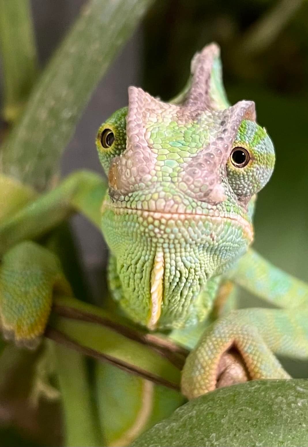 camaleon