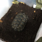 Schildkröte in Starrebox